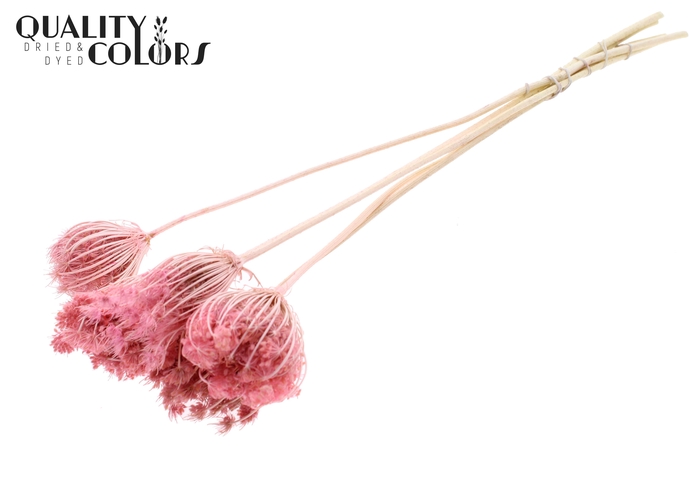 Ammi Majus 4-6cm 5pc/bunch Bleached Pink