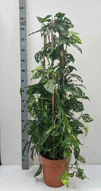 <h4>MONSTERA ADANSONII</h4>