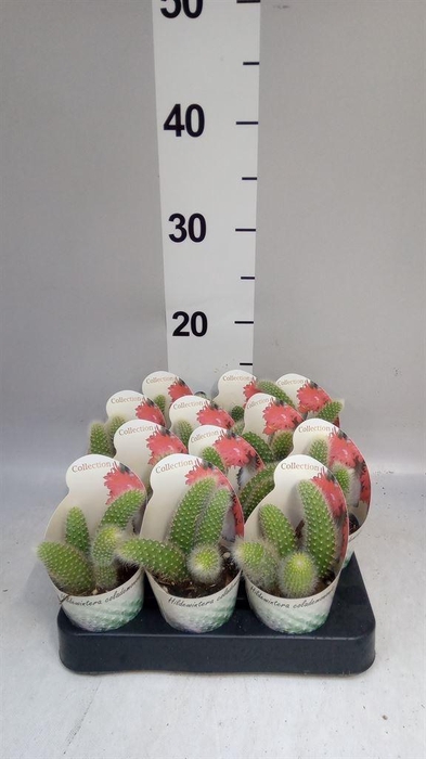 <h4>Cactus   ...</h4>