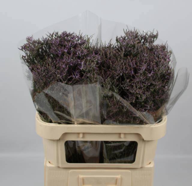 <h4>LIM SAF LILAC</h4>