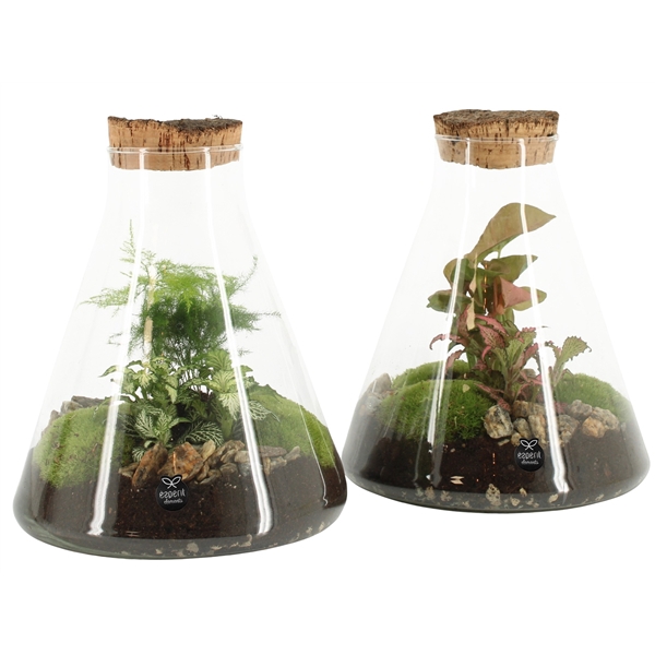 <h4>90512: Terrarium arrangement</h4>