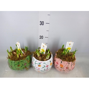 Arr.  Narcissus Tete Tete H%