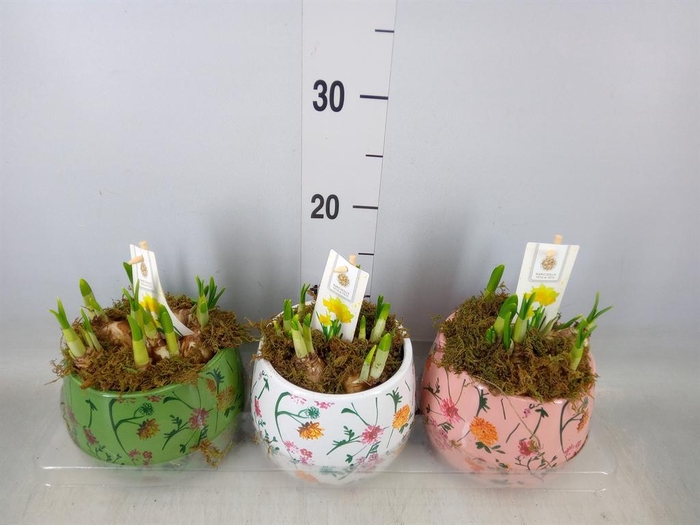 <h4>Arr.  Narcissus Tete Tete H%</h4>