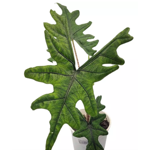 ALOCASIA JACKLYN P15