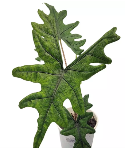 <h4>ALOCASIA JACKLYN P15</h4>