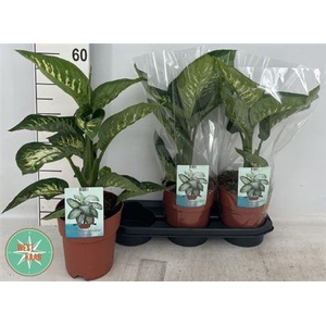 Dieff Se Tropic Snow