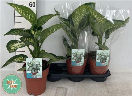 <h4>Dieff Se Tropic Snow</h4>