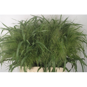 SIERGRAS PANICUM FOUNTAIN