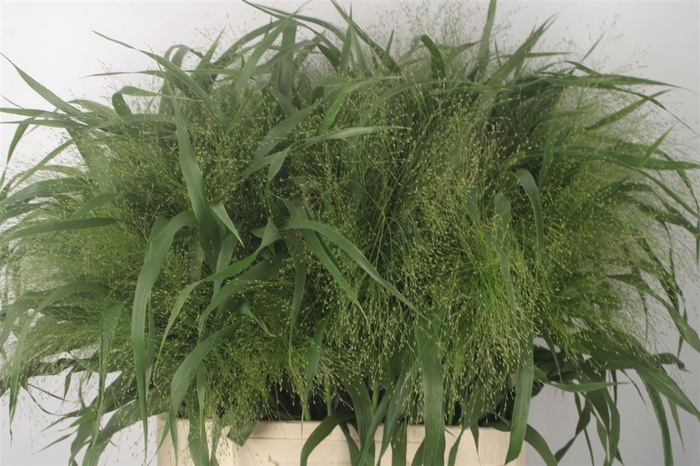 <h4>SIERGRAS PANICUM FOUNTAIN</h4>