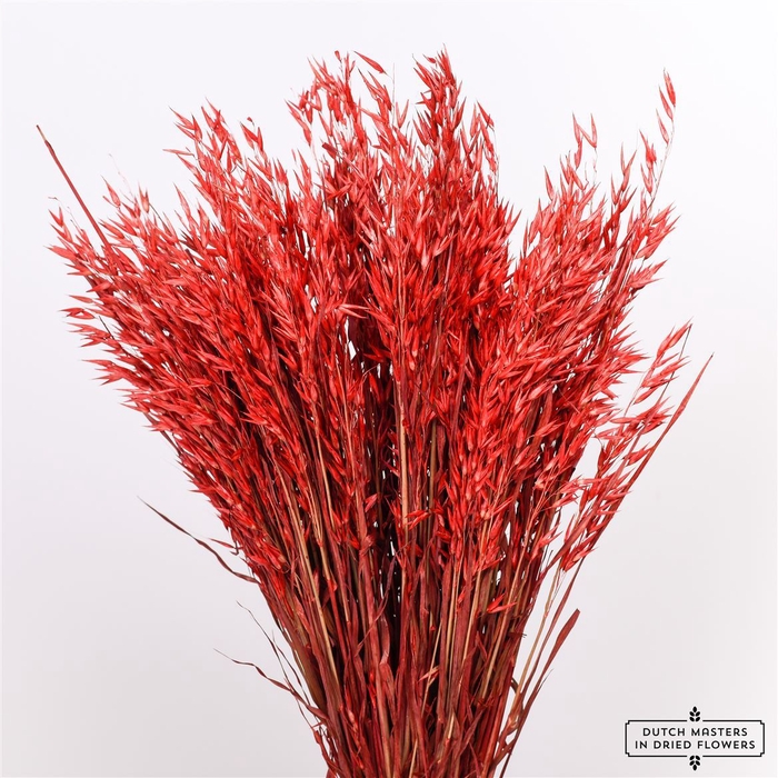 Dried Avena X5 Red Bunch