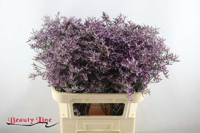 <h4>LIM SAF LILAC</h4>