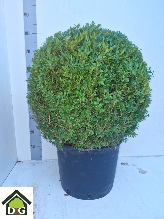 <h4>BUXU SEMPERVIRENS</h4>