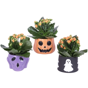 Halloween Arr. Indoor Ceramic Pot Halloween Mix Ø13cm 1PP
