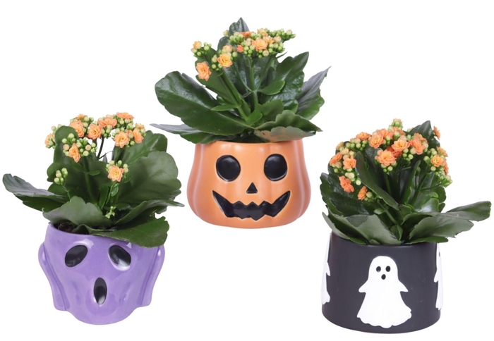 <h4>Halloween Arr. Indoor Ceramic Pot Halloween Mix Ø13cm 1PP</h4>