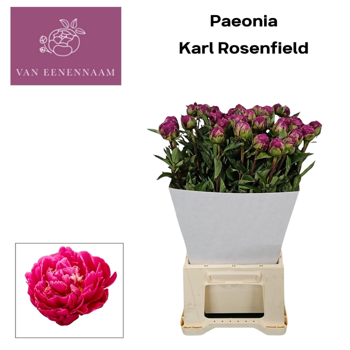 <h4>PAEO L KARL ROSENF</h4>