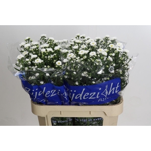 Aster Cassy