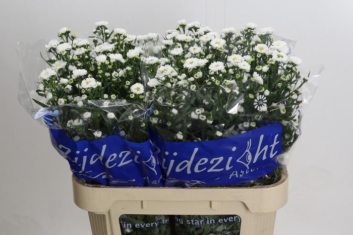 <h4>Aster Cassy</h4>
