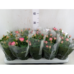 Rosa  'Fame Kordana'