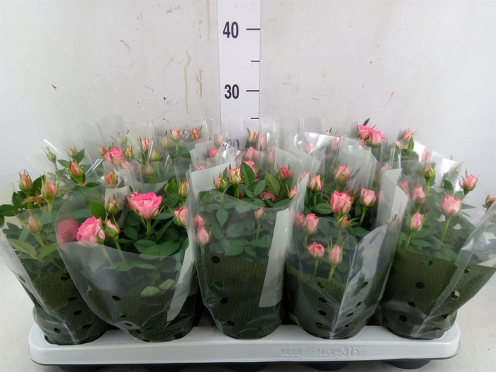 <h4>Rosa  'Fame Kordana'</h4>