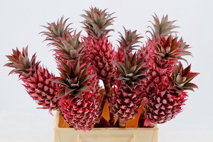 <h4>Ananas striatos small</h4>