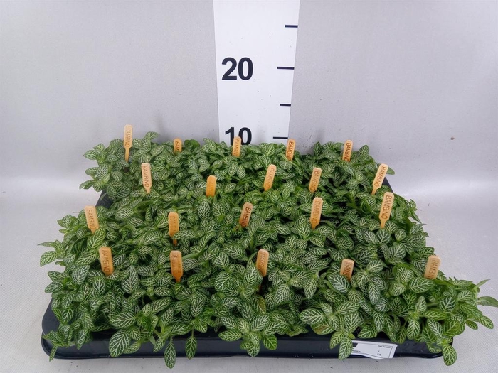 <h4>Fittonia verschaf.</h4>