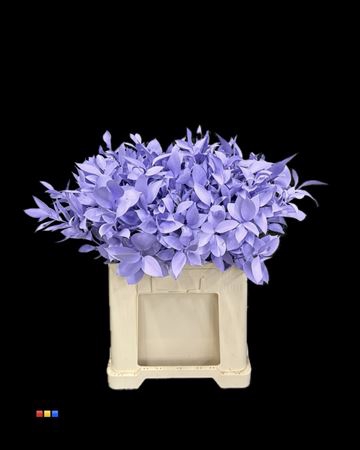 <h4>Ruscus Light Milka</h4>