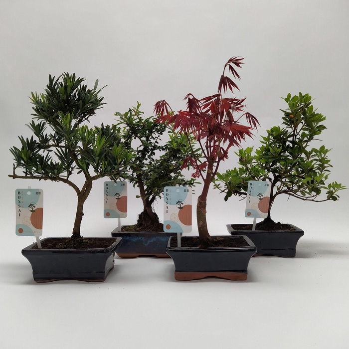 <h4>Bonsaimix 'Outdoor' 15 cm</h4>