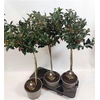 Ilex Mes Blue Maid