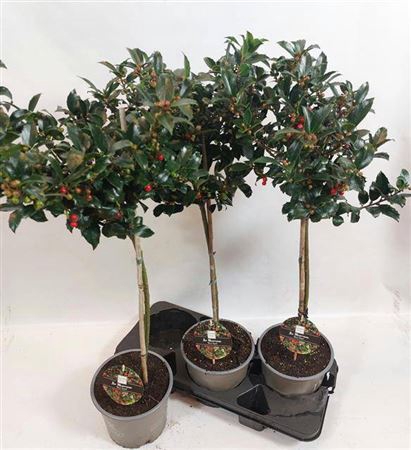 Ilex Mes Blue Maid