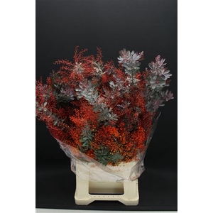 Mimosa Baleyana Red