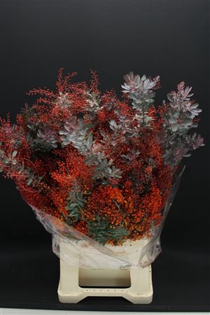 <h4>Mimosa Baleyana Red</h4>