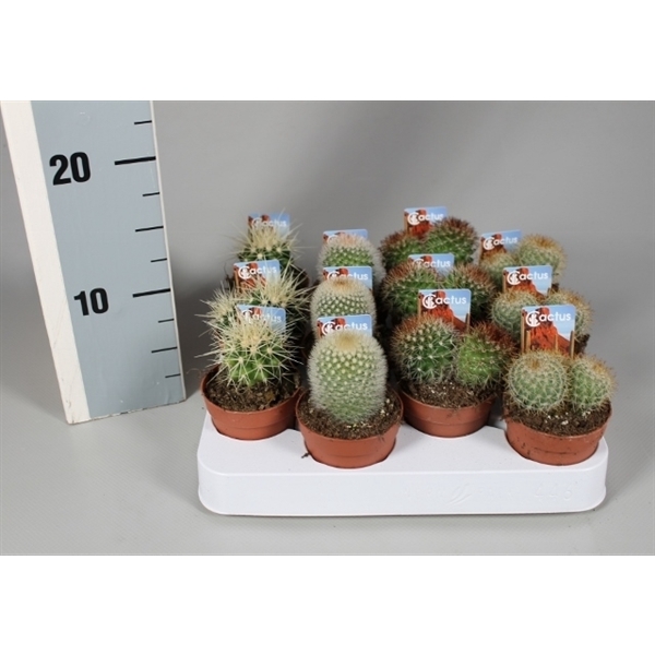 <h4>Cactus 6,5 cm bollenmix op rij met foto-etiket</h4>