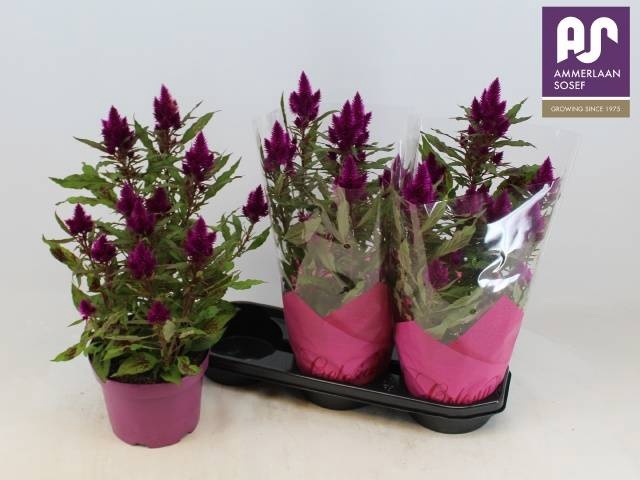 <h4>CEL DEEP PURPLE</h4>