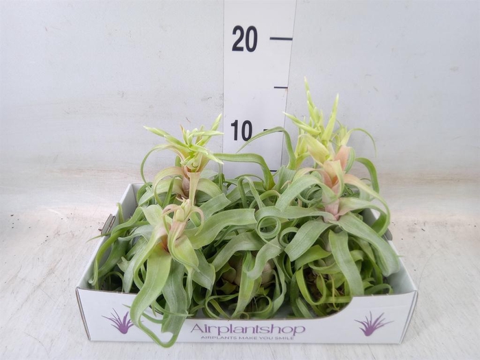 <h4>Tillandsia</h4>