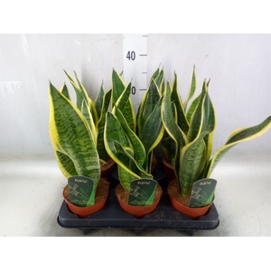 Sansevieria trifa. 'Futura Superba'