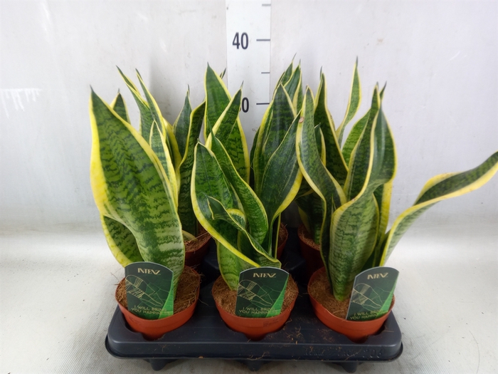 <h4>Sansevieria trifa. 'Futura Superba'</h4>