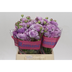 Ranunculus Romance Gascogne