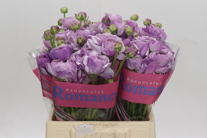 Ranunculus Romance Gascogne