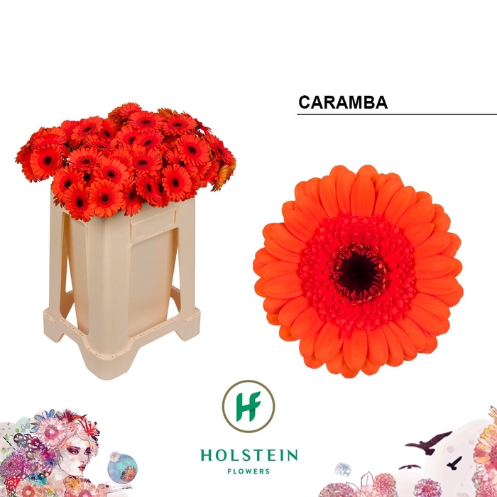 <h4>GE MI CARAMBA</h4>