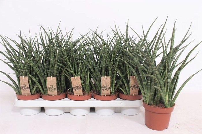 <h4>Sansevieria Fernwood Punk</h4>