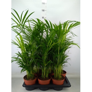 Dypsis lutescens   ...Chrysalidoca