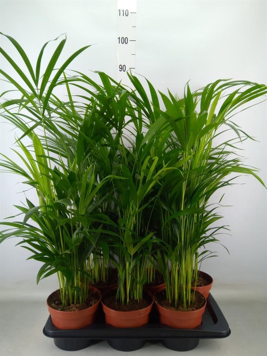 <h4>Dypsis lutescens   ...Chrysalidoca</h4>