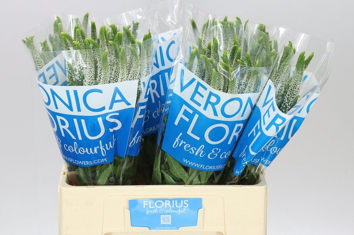 <h4>Veronica Caya X 25</h4>