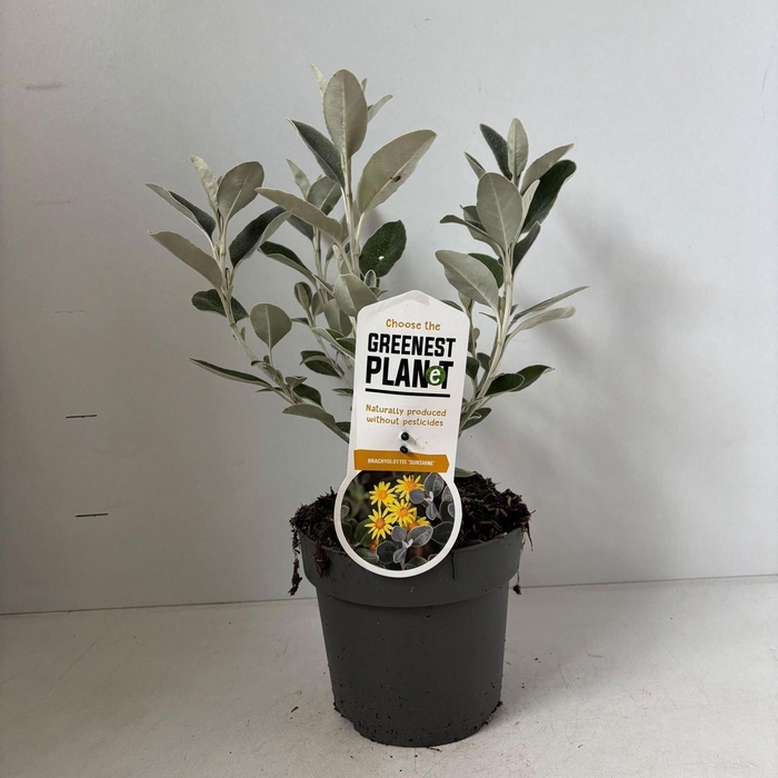 <h4>Heesters Brachyglottis Sunshine</h4>