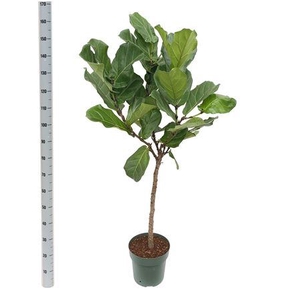 Ficus Lyrata (bark)