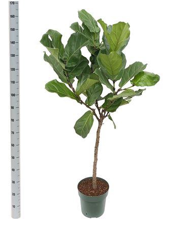 <h4>Ficus Lyrata (bark)</h4>