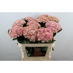 Hydr M Revolution Pink 80-20