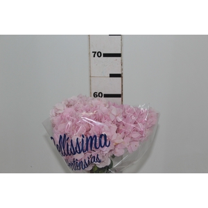 HORTENSIA FORCE 060 CM ROSA