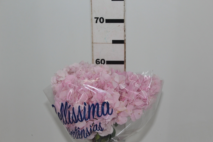 <h4>HORTENSIA FORCE 060 CM ROSA</h4>