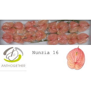 Anthurium Nunzia